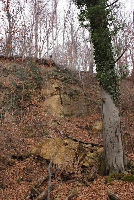 mit-vgd_2014-01-27_schutzwald_2.jpg