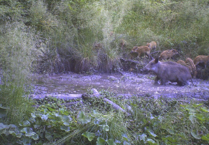 Schwarzwild