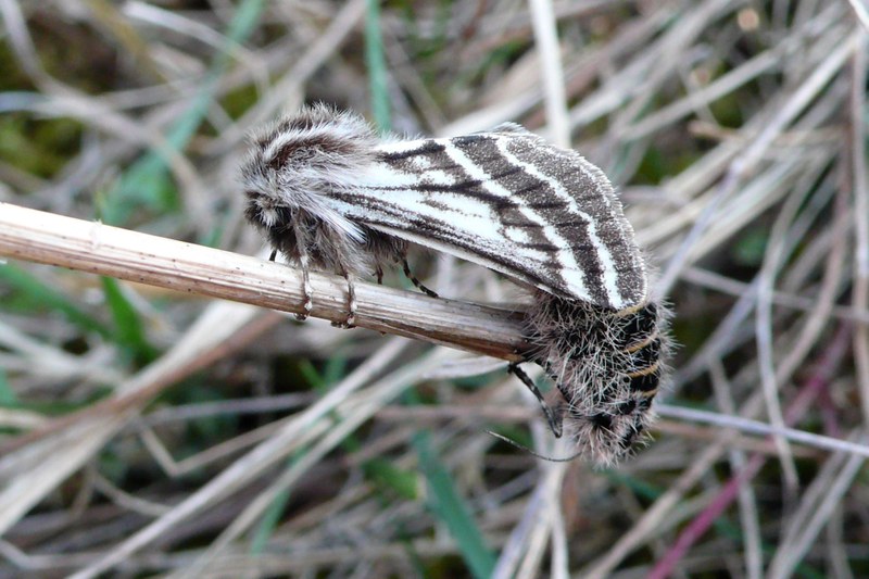 Schmetterling