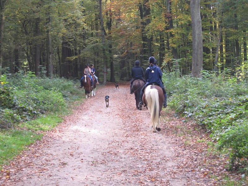 2016-01-06_mm_wep_reiten_im_wald.jpg