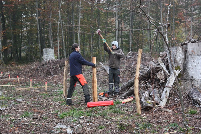 Um die frisch gepflanzten Eichen und Lärchen vor Wildverbiss zu schützen, müssen sie mit einem Zaun geschützt werden. Die Pfähle werden mit Hammer und Pfahlramme in den Boden getrieben – hier ist körperlicher Einsatz gefragt.