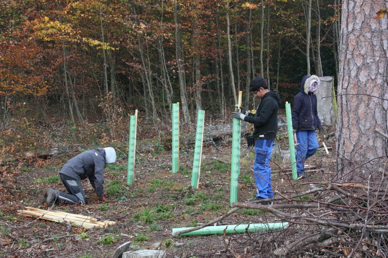 Pflanzen und Einzelschütze montieren erfordert den Umgang mit verschiedenen Werkzeugen. Gleichzeitig wird das Verständnis für die Zusammenhänge im Wald von Pflanzen und Tieren gefördert.