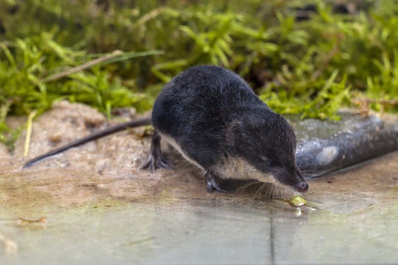 Maus