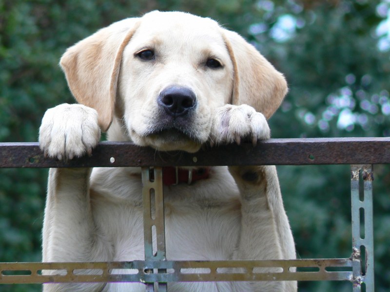 Hundehaltung Bild
