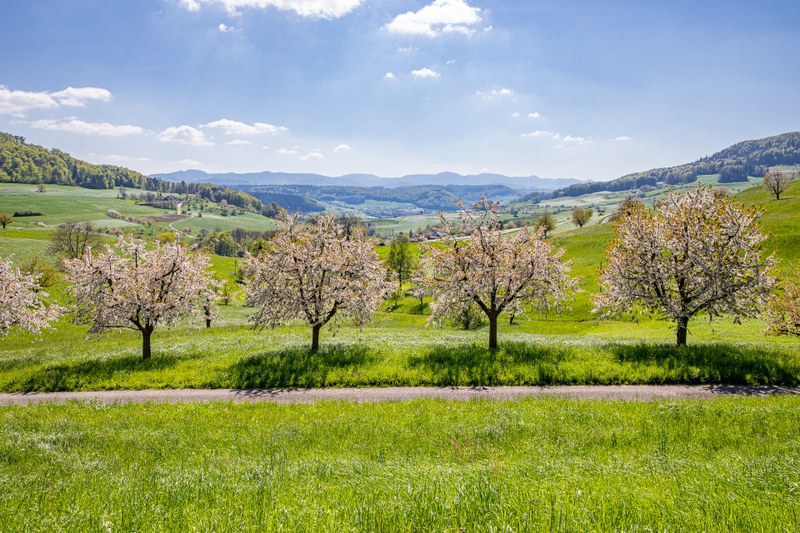 Kirschbäume im Baselbiet (Foto: Jan Geerk)