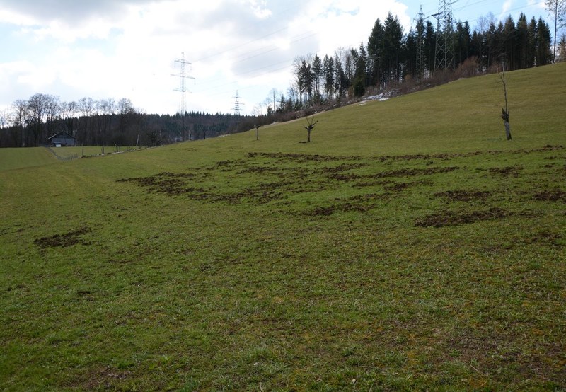 Runder Tisch zu Wildschäden an landwirtschaftlichen Kulturen